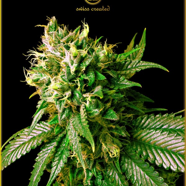 Strong Skunk Anaconda Seeds cannabisfrø