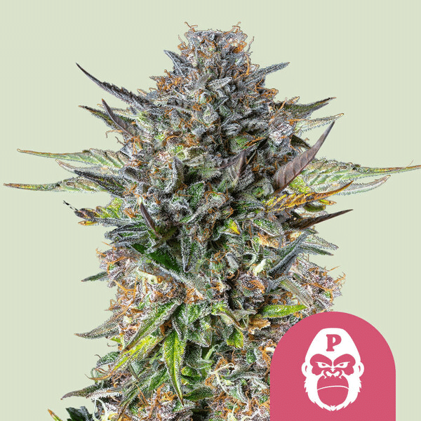 Pink Gorilla Royal Queen Seeds skunkfrø