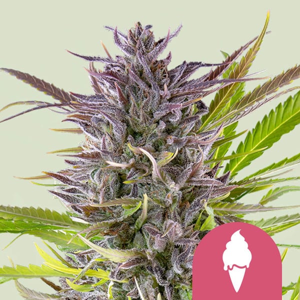 Green Gelato Royal Queen Cannabisfrø Skunkfrø