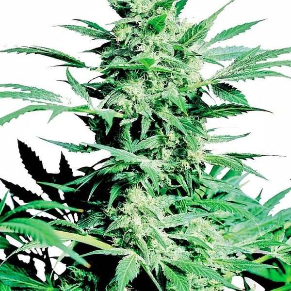 Cannabisfrø shiva-skunk-feminised-xl