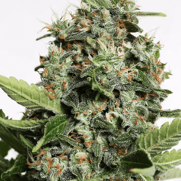 Autopilot XXL Ministry of Cannabis cannabisfrø