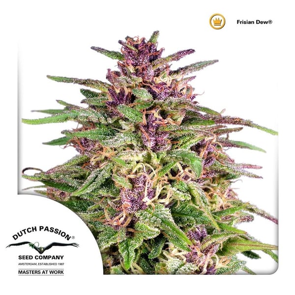 udendørs-cannabisfrø-Frisian-Dew