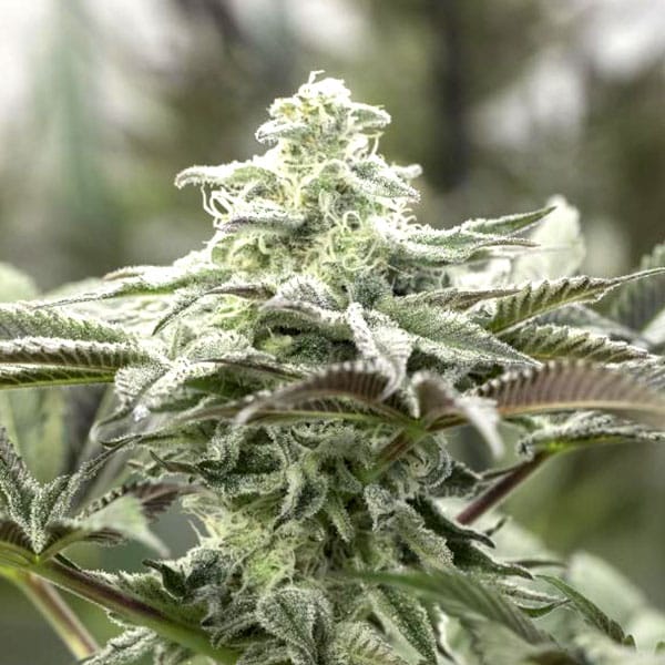 Lemon Citron Humboldt Seed Organization cannabisfrø
