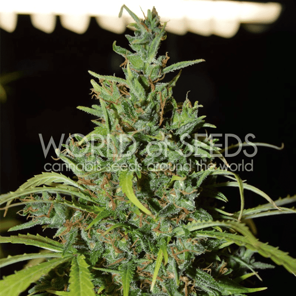 Neville Haze Ryder World of Seeds cannabisfrø