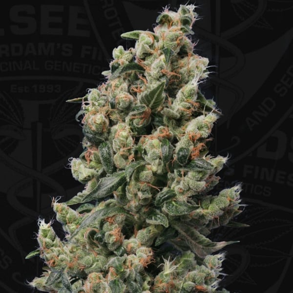 Cannabisfrø Kushage TH Seeds