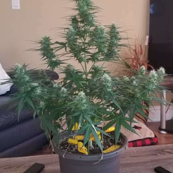 Blue Dwarf Auto cannabisfrø skunkfrø Nordland Seeds