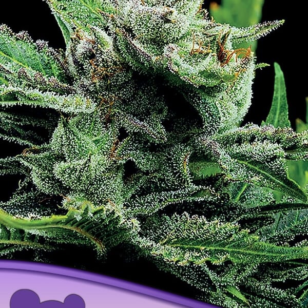 Malawi Gold Anesia Seeds skunkfrø cannabisfrø