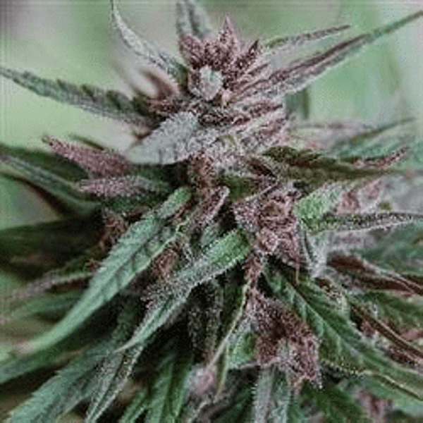 Bahia Black Head Regular K.C. Brains Seeds cannabisfrø