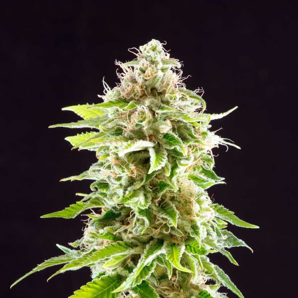 Cookies Haze Kannabia skunkfrø cannabisfrø