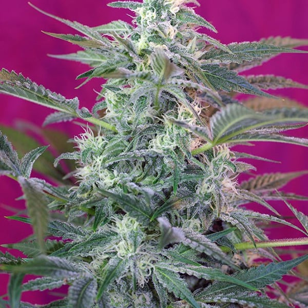 Big Foot Sweet Seeds cannabisfrø