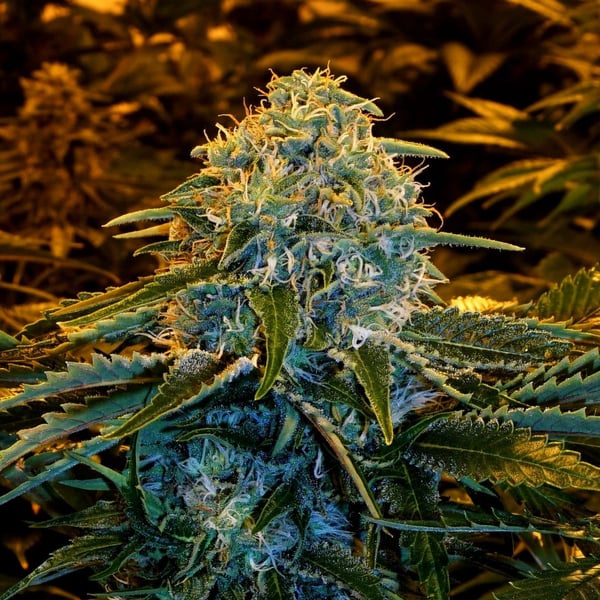 Z&Z Exotic Seed cannabisfrø