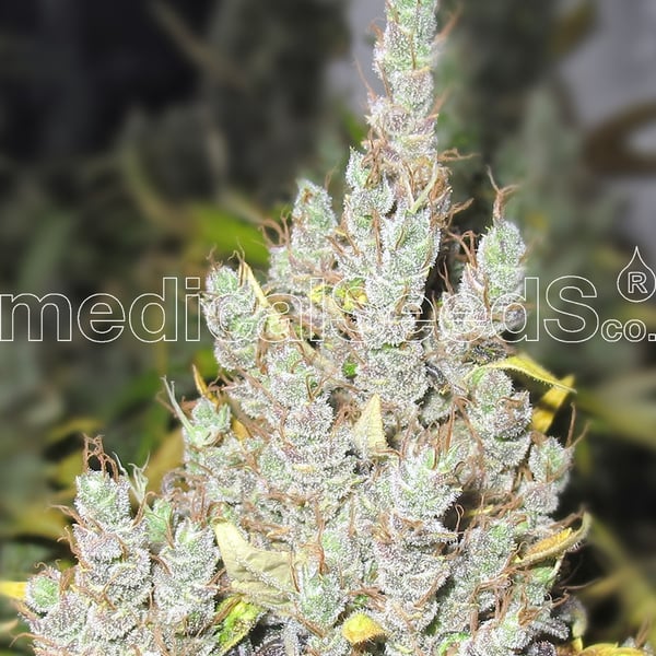 Medicinske cannabisfrø 2046