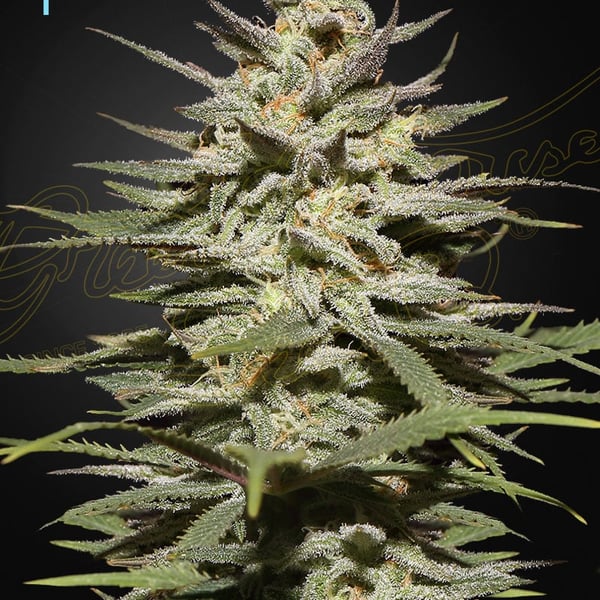 Super Lemon Haze CBD Green House Seed Company cannabisfrø