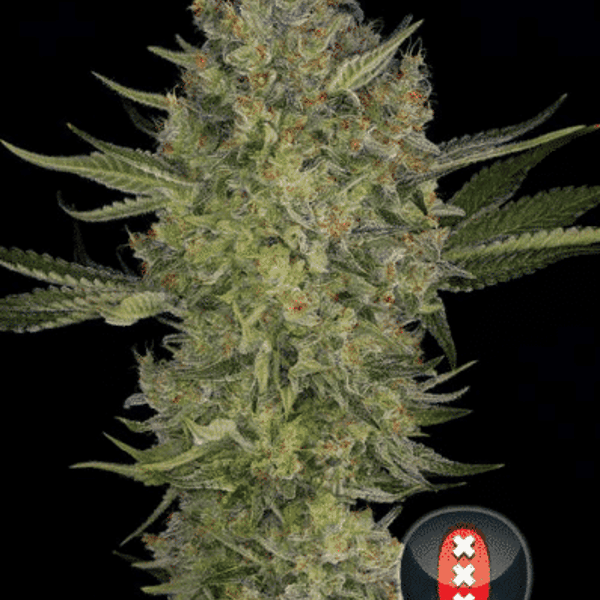 Cannabisfrø Serious Kush Serious Seeds