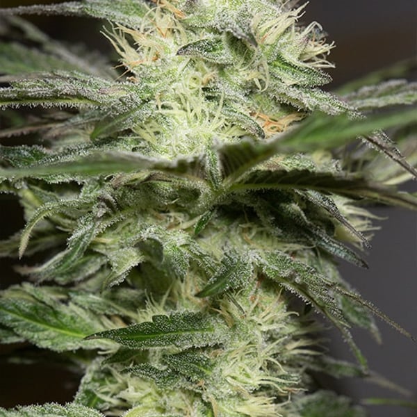 Lemon Sorbet Silent Seeds cannabisfrø
