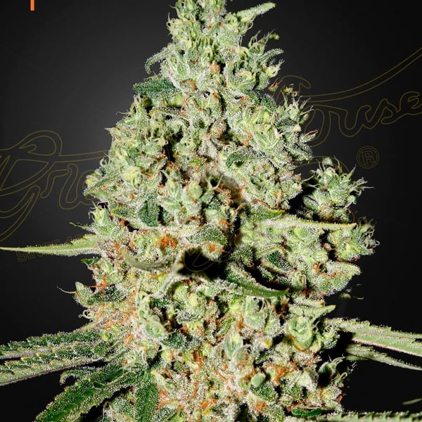 Super Critical Green House Seed Company cannabisfrø