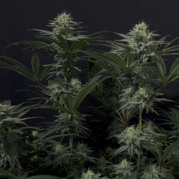 GG4 Sherbet FF Fast Buds cannabisfrø