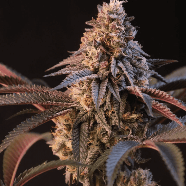 Lemon Cherry Runtz Fast Buds cannabis seeds