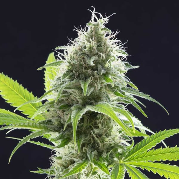 Karma Kush CBD Kannabia cannabisfrø skunkfrø