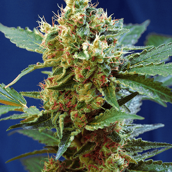 Cream Mandarine XL Auto Sweet Seeds cannabisfrø skunkfrø