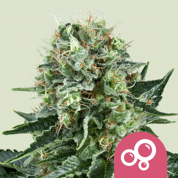 Bubble Kush Royal Queen Cannabisfrø Skunkfrø