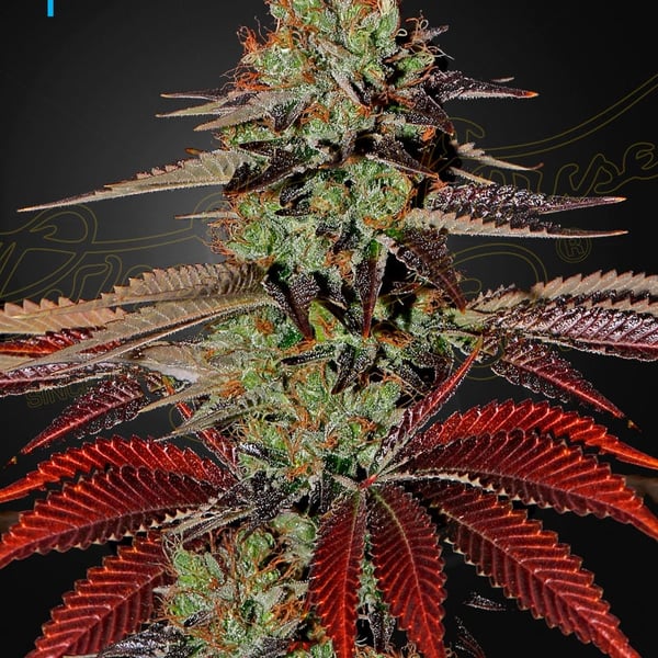 King's Kush Auto