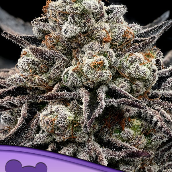 Epic Buzz Anesia Seeds cannabisfrø skunkfrø