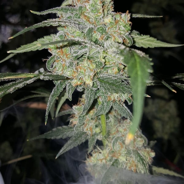 Auto cannabisfrø Killer Haze Auto CPHseeds