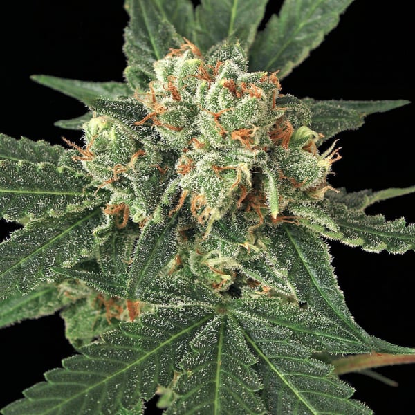 Blue Monkey Exotic Seed cannabisfrø