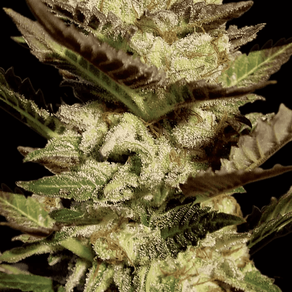 Durga Mata Paradise Seeds