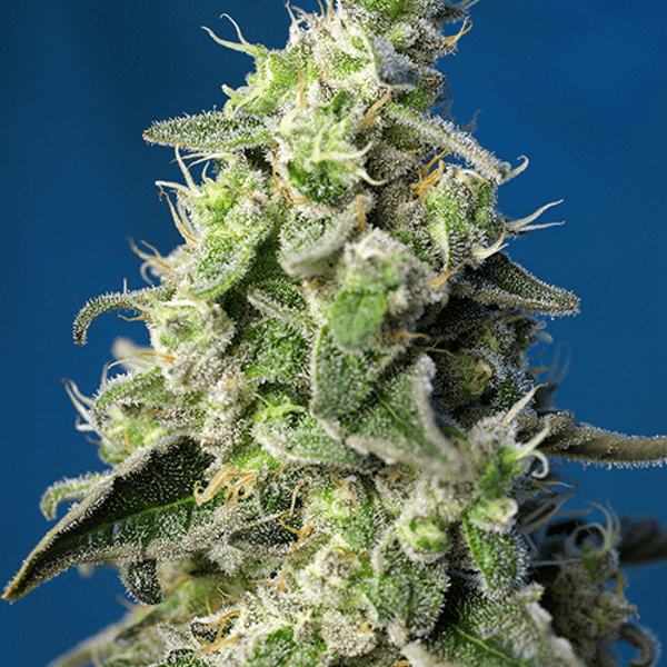 Green Poison XL Auto Sweet Seeds skunkfrø cannabisfrø