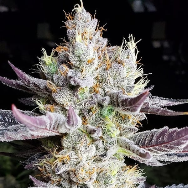 BOOBERRY COOKIES RBX Ethos Genetics cannabis seeds