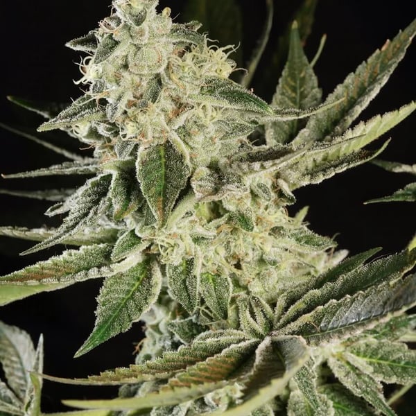 Glowstarz Paradise Seeds