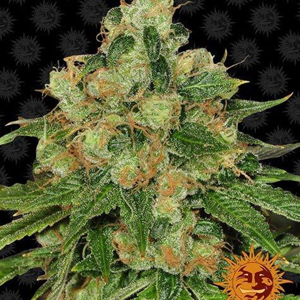 Skunkfrø CBD Caramel regulære cannabisfrø Barneys Farm