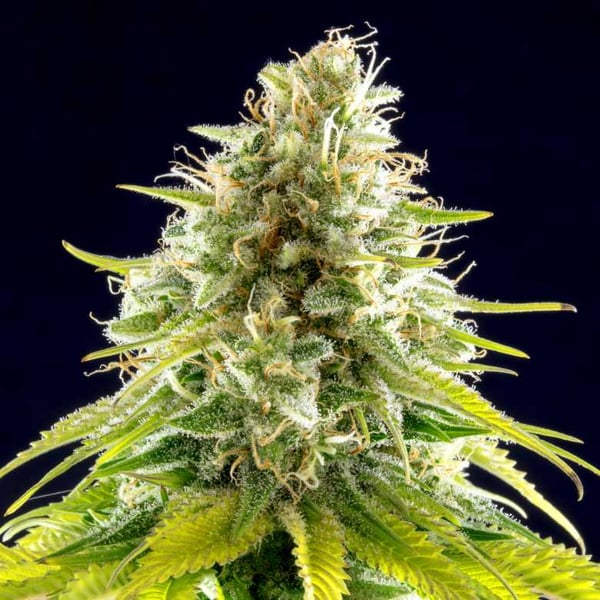 Mataro Blue Kannabia skunkfrø cannabisfrø