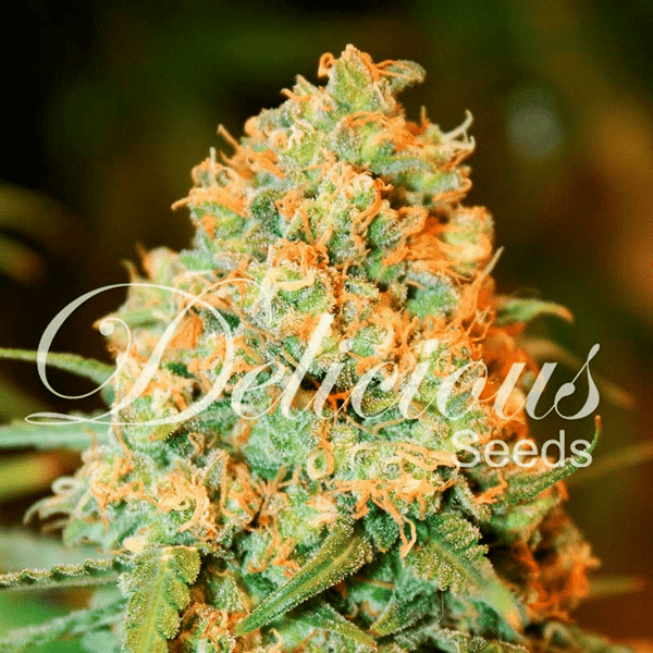 Critical Super Silver Haze Delicious Seeds cannabisfrø