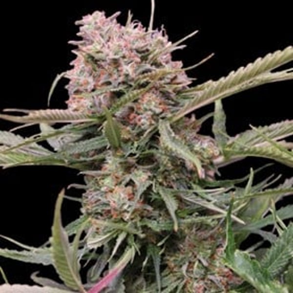 Auto Gigabud G13 Labs cannabisfrø