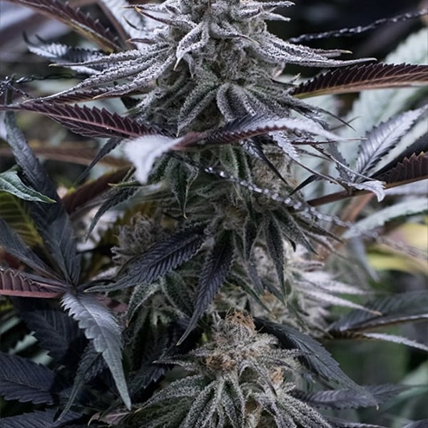 Grape Juice Silent Seeds cannabisfrø