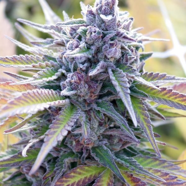 Hindu Kush Auto Nordland Seeds cannabisfrø