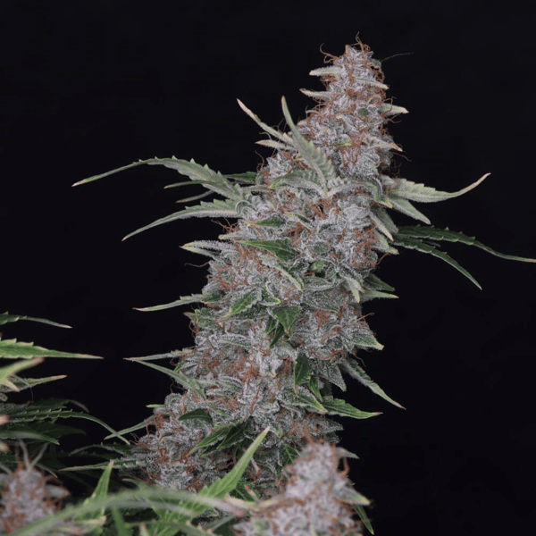lemon-cookies-autoblomsterne-froe-1