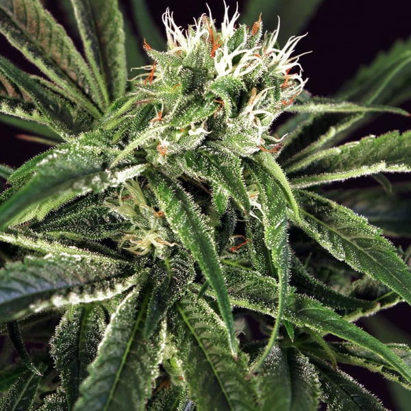 Amnesia Nr. 7 Exotic Seed cannabisfrø