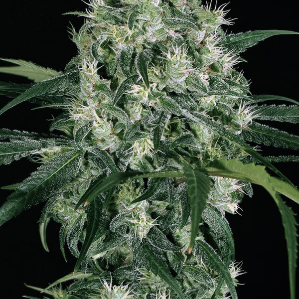 Pink Hokkaido Exotic Seed cannabisfrø