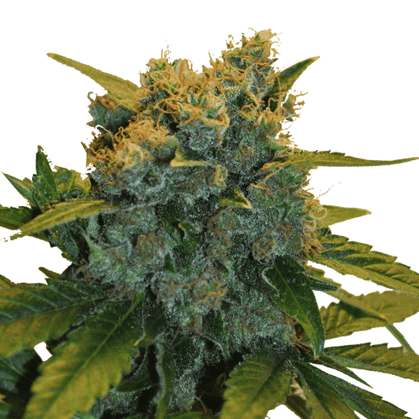 Skunkfrø medicinsk cannabisfrø Sensi Star CBD