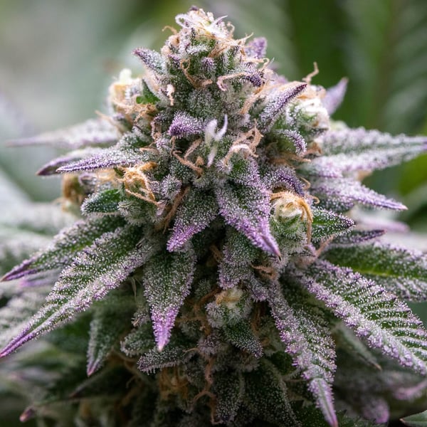 Blue Cookies Auto Nordland Seeds cannabisfrø (2)