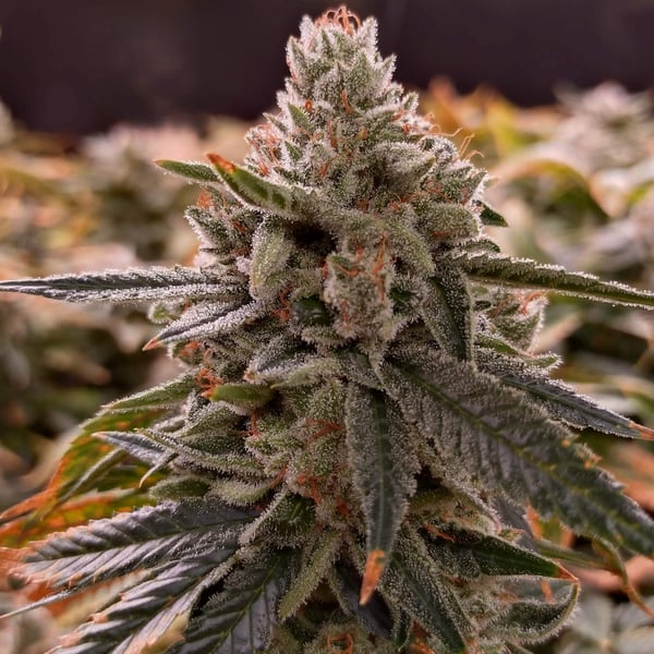 Oreoz Nordland Seeds cannabisfrø