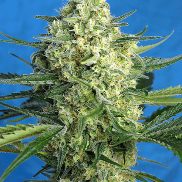 Jack 47 XL Auto