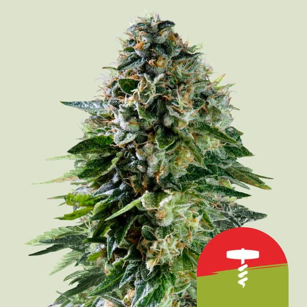 Corkscrew Auto Tyson 2.0 cannabisfrø
