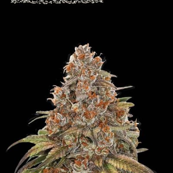 blackberry-gum-autoflower
