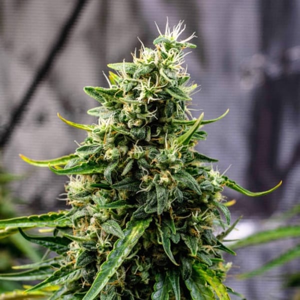 Rock Machine Auto Doctor's Choice cannabisfrø