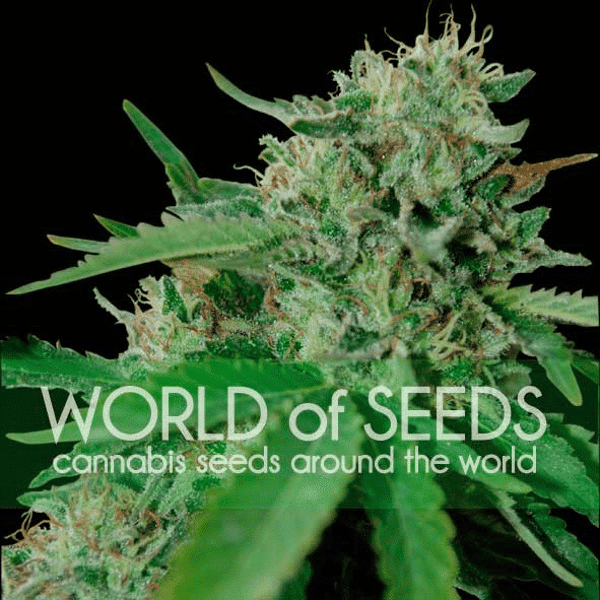 Brazil Amazonia World of Seeds cannabisfrø